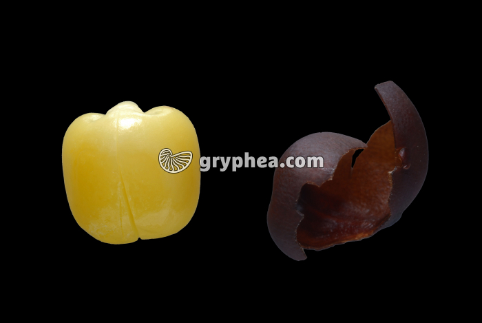 Pois de senteur - Dissection partielle de la graine - gryphea.com